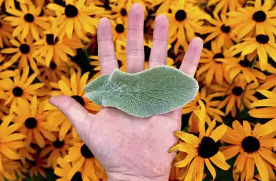 Natural sau util? În căutarea ingredientelor potrivite