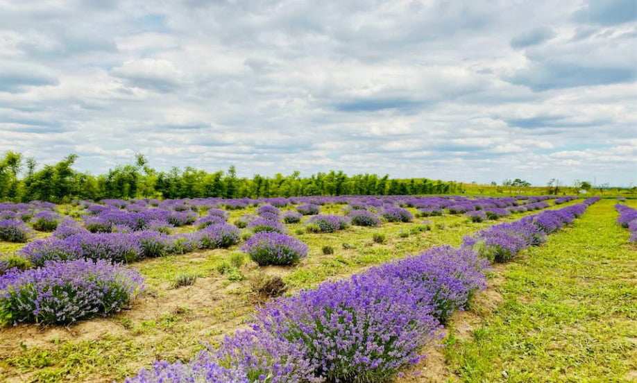 Elevul expertului internațional Sepp Holzer, în vizită la plantația noastră ecologică VIOPARK